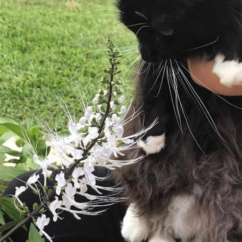 Cat Whiskers Plant Care: How To Grow Orthosiphon Aristatus Tips