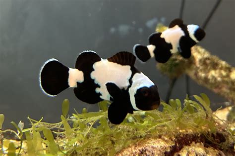 Black Snowflake Clownfish – Aquariums