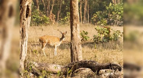 Why should you visit Rajaji National Park in Uttarakhand?, Dehra Dun ...