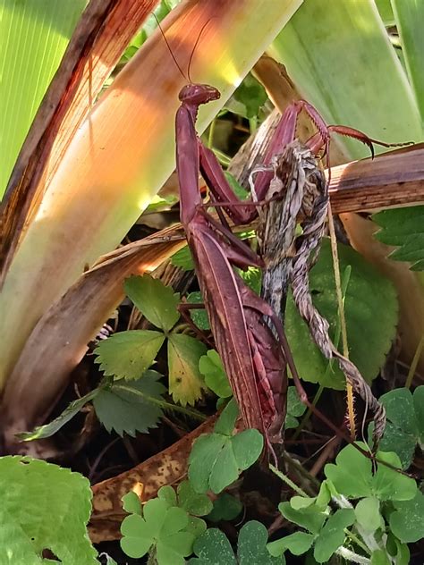 The Best Diet For Your Praying Mantis - A Nutritional Breakdown On Prey ...