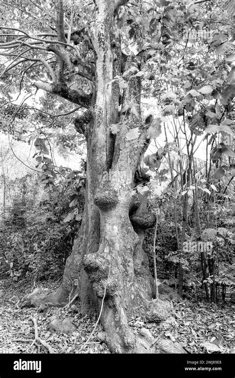 Rainforest Tree Types 的图像结果