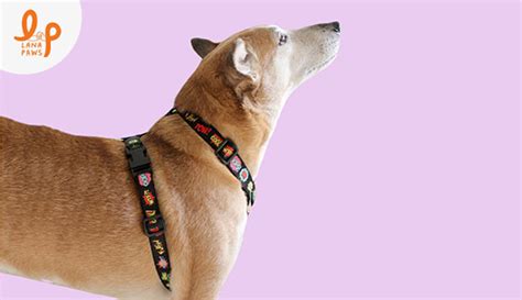 Choose the Right Collar for your Dog | An Ultimate Guide – Lana Paws