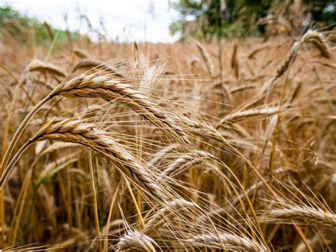 Rye Grain | Cover Crop Annual | Garrett Wildflower Farm | NC