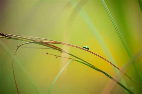 Close up of Bugs on Leaves · Free Stock Photo
