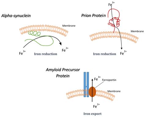 Iron, Aging, and Neurodegeneration