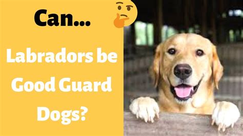 Image result for Labrador Retrievers Good Guarding Dogs