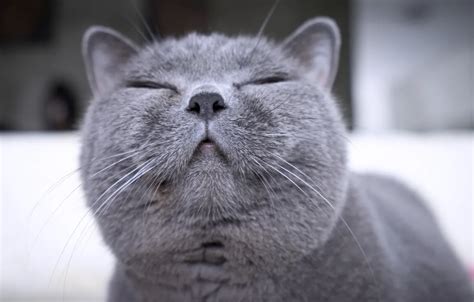 Wallpaper cat, smile, muzzle, happy, British, British Shorthair for ...