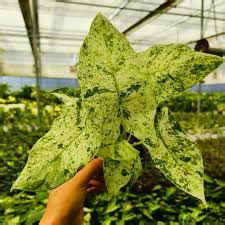 Alocasia batik verigated sprouted bulb in jiffy bag – pazhassigarden