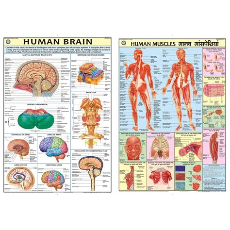 Buy HPM16 | TeachingNest | Human Brain Chart 70x100 cm | English ...