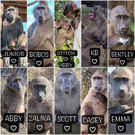 SA’s baboon crisis: How bureaucracy became a death sentence