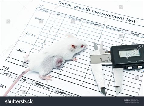 Mouse Model in Lab 的图像结果