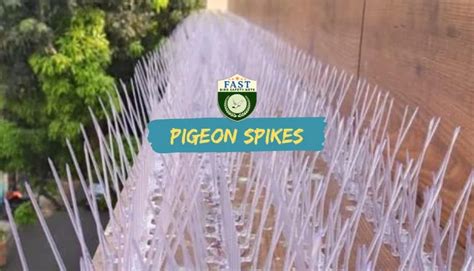 Pigeon Spikes 的图像结果