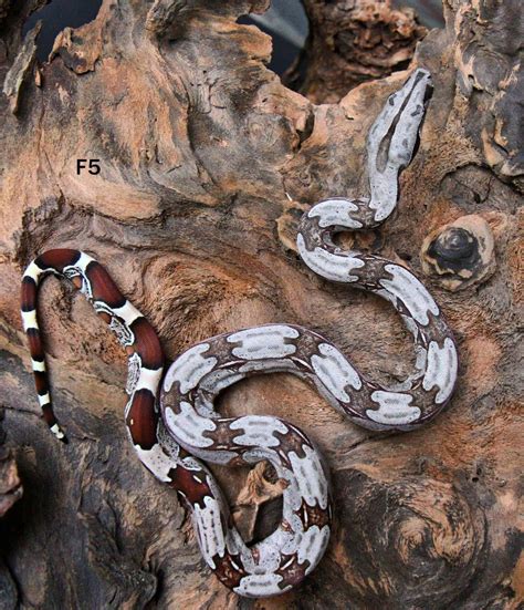 Suriname True Red-Tailed Boa Constrictor by La Fleur's Boas - MorphMarket