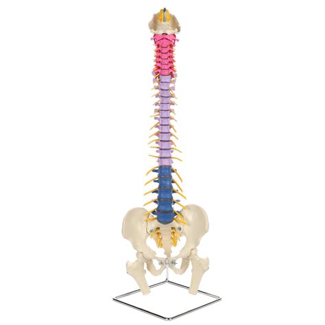 Rudiger Anatomie Didactic Flexible Human Spine Life Size Spinal Cord ...
