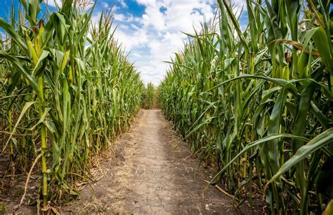 Corn Maze 的图像结果