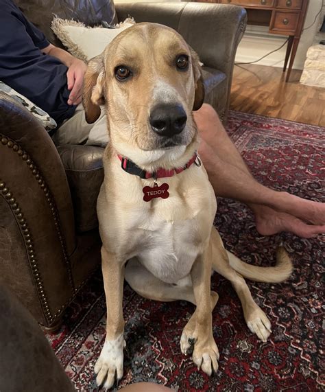 American Coonhound Labrador Retriever Mix