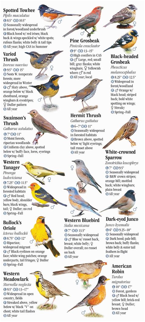 Different Types Of Birds In Washington State at Hazel Anderson blog