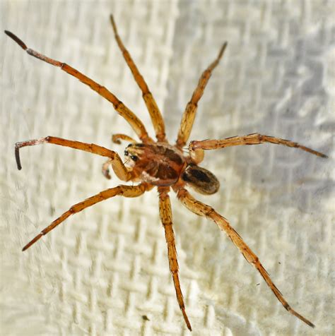 A Male Wolf Spider in College Station, Texas | Bugs In The News