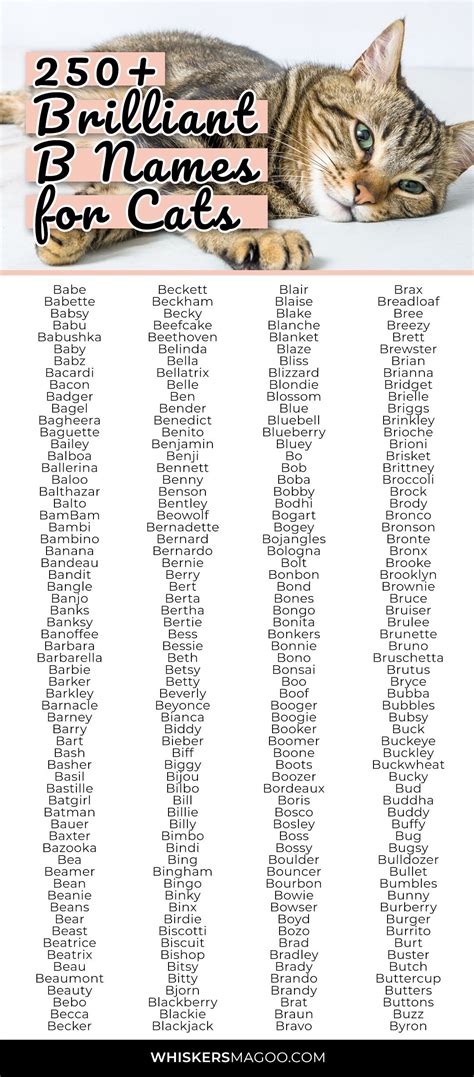 250+ Brilliant B Names for Cats - Whiskers Magoo | Names for black cats ...