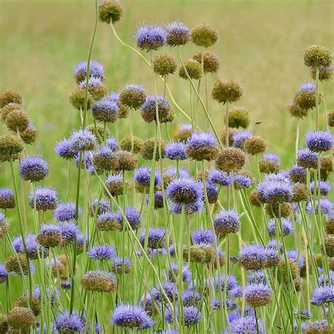 Sheep's-Bit (Jasione Montana) seeds