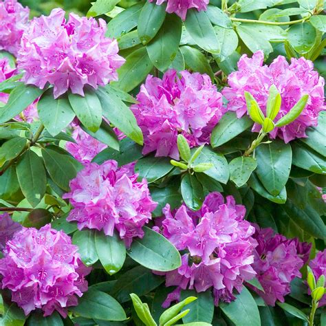 Rhododendron 'Roseum Elegans' | Hardy Hybrid – Gardeners Dream