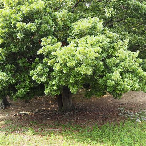 MONJUZUKA ANCIENT TOMB (2026) All You Need to Know BEFORE You Go (with ...