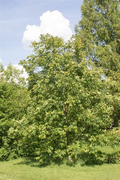 Carya aquatica - water hickory | State Botanical Garden of Kentucky