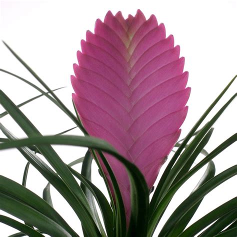 Pink Quill Plant & Tillandsia Cyanea & Houseplant UK