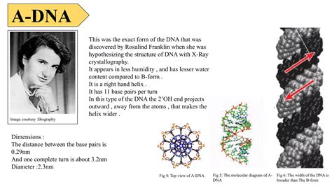 Different Forms of DNA 的图像结果