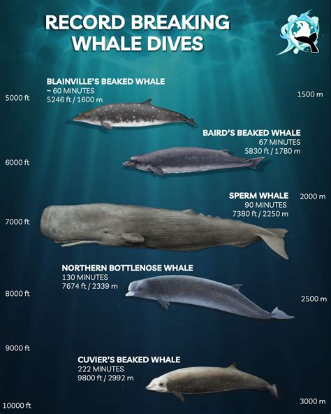 How did whales become the world's deepest-diving mammals?