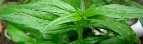 Diets Organics Siriyanangai Powder / Kariyat powder -200Gms pack of 1 ...