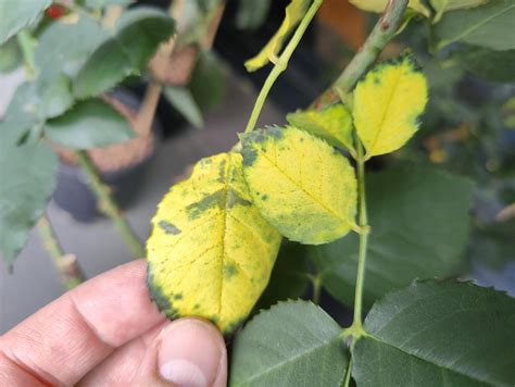 Any ideas why rose leaves turning yellow? : r/gardening