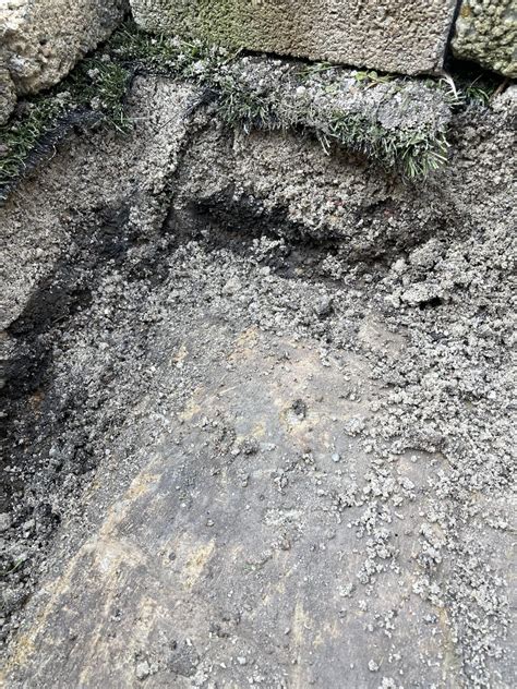 Image result for Planting Guava Tree