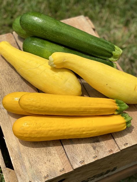 Summer Squash Types VS Fall Squash