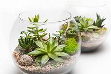 piante grasse in vaso piante grasse da esterno e interno quali differenze ci sono piante grasse in vaso piante grasse da esterno e interno quali differenze ci sono