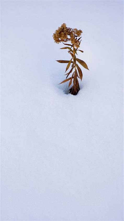 Download wallpaper 2160x3840 plant, dried flower, snow, winter, white ...