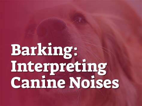 Cockapoo Barking Sound 的图像结果