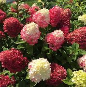 Image result for Punch Bowl Hydrangea
