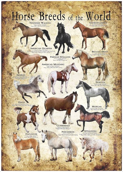 Draft Horse Breed Chart