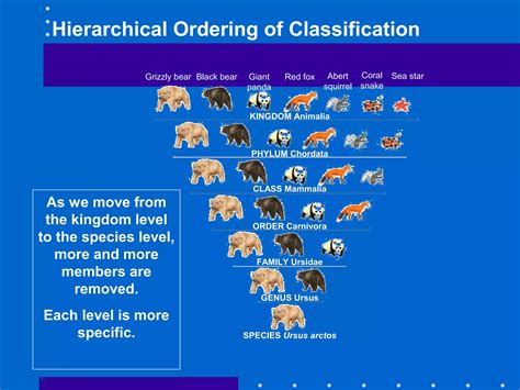 Genus Of Ursidae