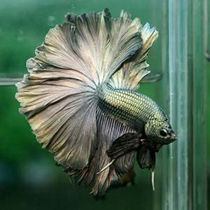 Buy Betta Fish Online | Betta Fish for Sale | AQUAStore