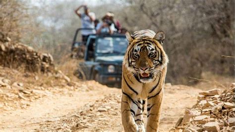 Jim Corbett National Park Tiger Safari