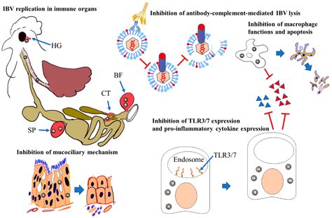 Infectious Bronchitis Coronavirus Infection in Chickens: Multiple ...