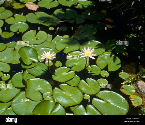 Pond 的图像结果