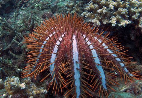 Starfish: The Stars Of The Sea | Nature inFocus