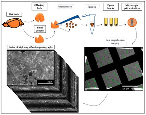 Analysis of Experimental Data on Changes in Various Structures and ...