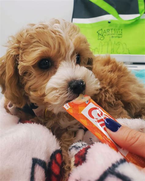 Art City Vets & Urgent Care (@artcityvets) • Instagram photos and videos