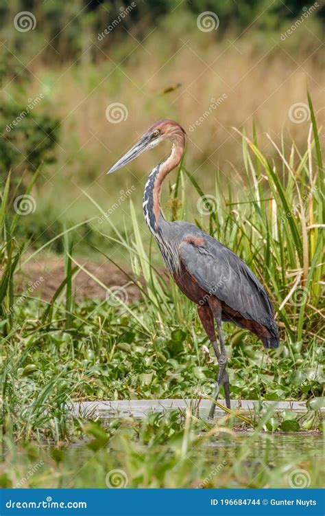 Goliath Heron Ardea Goliath or Giant Heron, a Wading Bird of the Heron ...