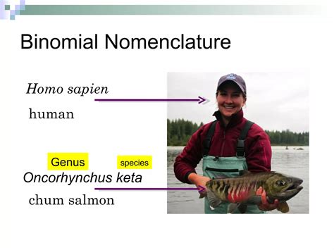 Image result for Classification Chart Maker