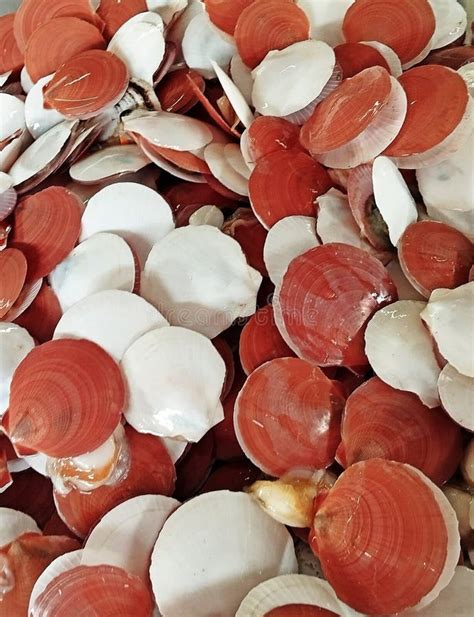 Image result for Shell Seafood